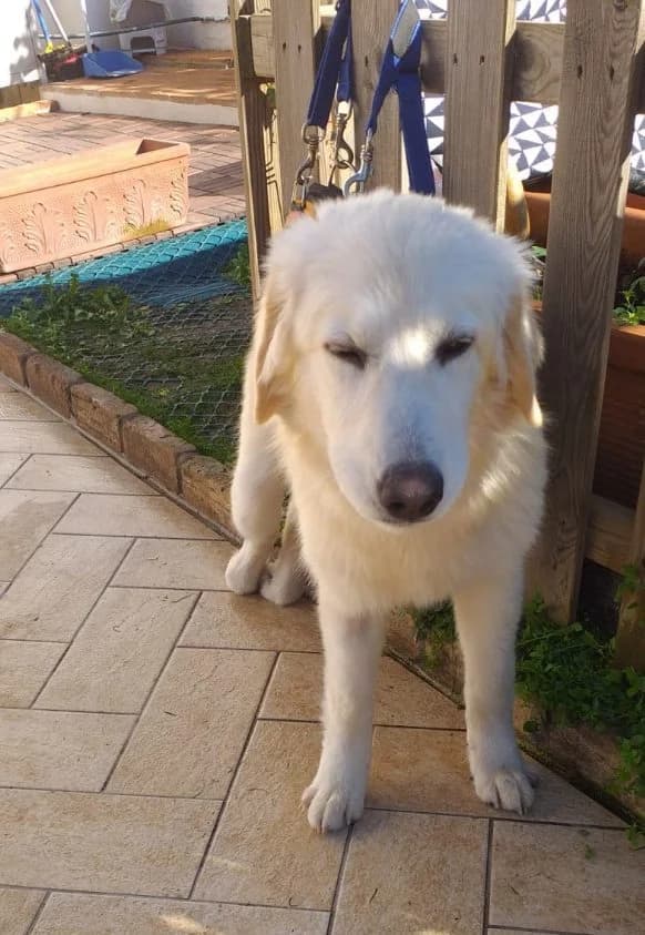 Clara, female 6yo mixed breed for adoption at Adozioni del cuore e.V., Wedel