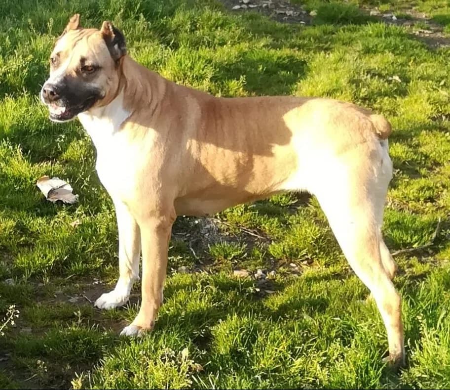 Akira (Consuelo), female senior Mixed Breed for adoption at Adozioni del cuore e.V., Wedel