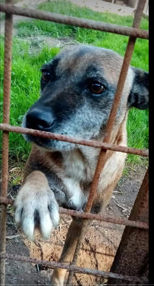 Minni (Teano), female senior Mixed Breed for adoption at Adozioni del cuore e.V., Wedel
