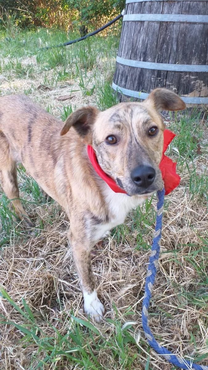 Aron (von Antonietta), male 6yo Mixed Breed for adoption at Adozioni del cuore e.V., Wedel