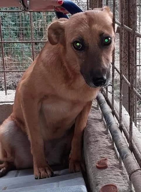 Sandy (Teano), female senior Mixed Breed for adoption at Adozioni del cuore e.V., Wedel