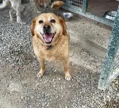 Arthur (Olivia), male senior Mixed Breed for adoption at Adozioni del cuore e.V., Wedel
