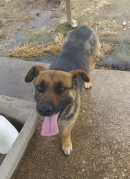 Reginella, female 7yo Mixed Breed for adoption at Adozioni del cuore e.V., Wedel
