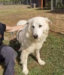 Luca (von Olivia), male senior mixed breed for adoption at Adozioni del cuore e.V., Wedel