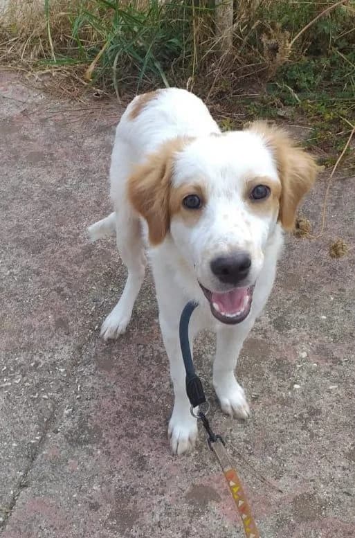 Alvin (bei Antonietta), male puppy Mixed Breed for adoption at Adozioni del cuore e.V., Wedel