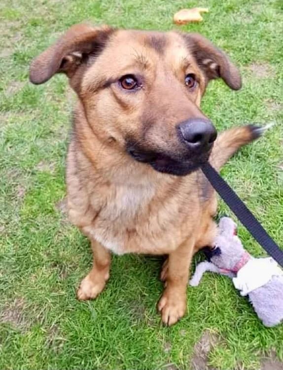 Febe, female puppy Mixed Breed for adoption at Adozioni del cuore e.V., Wedel