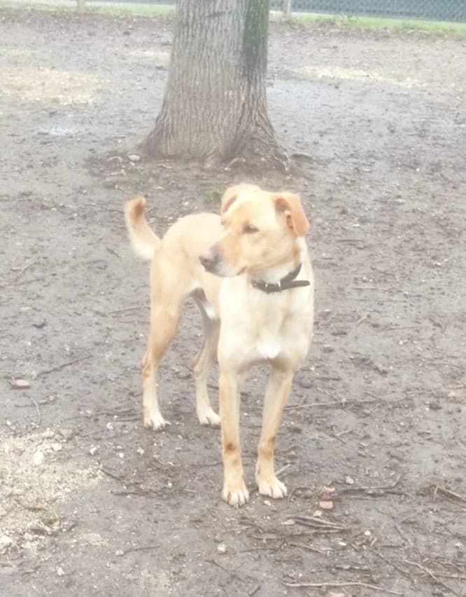 Toy (von Olivia), male senior Mixed Breed for adoption at Adozioni del cuore e.V., Wedel