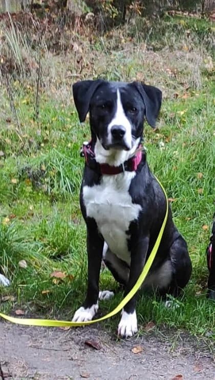 Piano (ehemals Bengi), male 4yo Mixed Breed for adoption at Adozioni del cuore e.V., Wedel