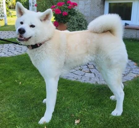 Aimi, female 5yo Akita for adoption at slug, Kamen
