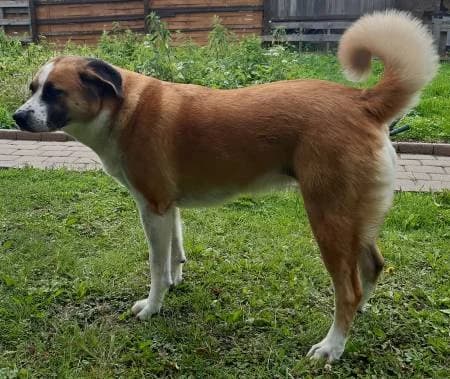 Akira17, female senior Akita for adoption at slug, Kamen