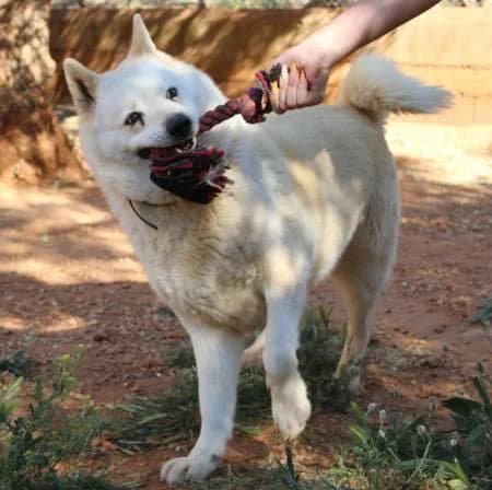 Alana, female senior Akita for adoption at slug, Kamen