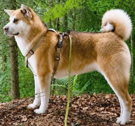 Amira, rot female young Akita for adoption at slug, Kamen
