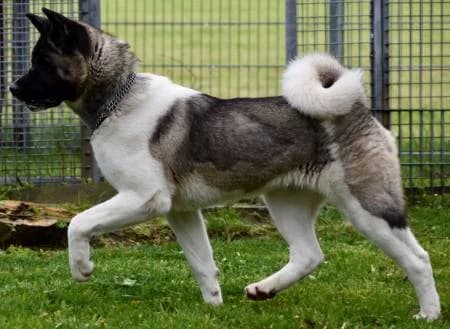 Ayoumi3, female 5yo Akita for adoption at slug, Kamen