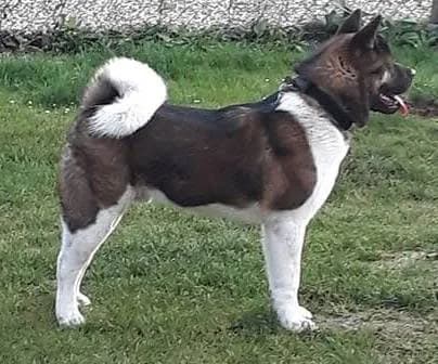 Ben3, male senior Akita for adoption at slug, Kamen
