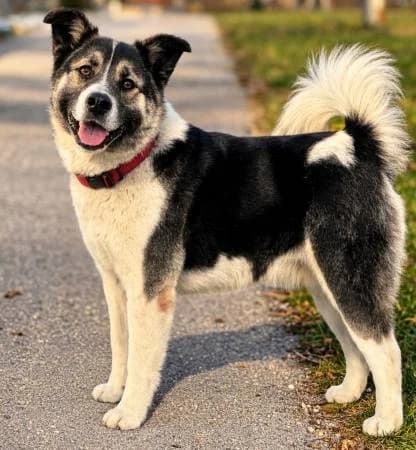 Benji3, male young Akita for adoption at slug, Kamen
