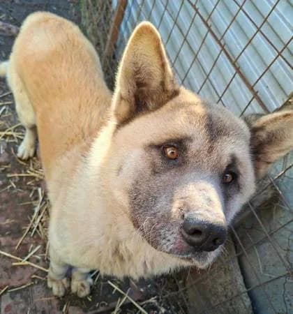 Bobi2, male senior Akita for adoption at slug, Kamen