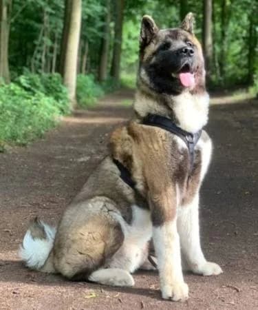 Diego, male young Akita for adoption at slug, Kamen