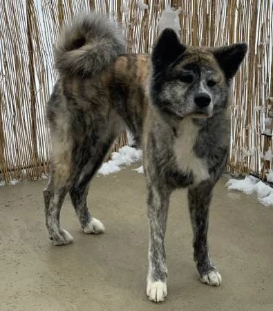 Goku, female 5yo Akita for adoption at slug, Kamen