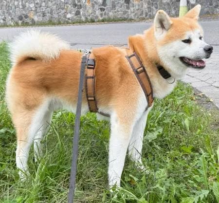 Haku2, male young Akita for adoption at slug, Kamen