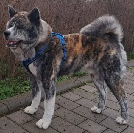 Hatschi10, male Akita for adoption at slug, Kamen