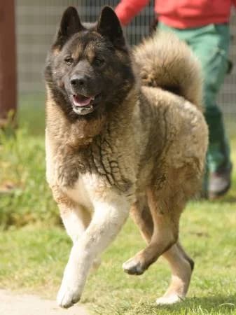 Hatschi8, male 5yo Akita for adoption at slug, Kamen