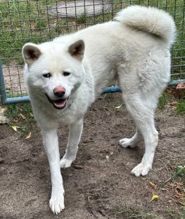 Hermes, male young Akita for adoption at slug, Kamen