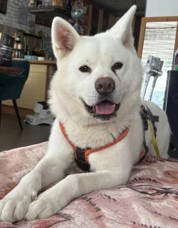 Hiro2, male 5yo Akita for adoption at slug, Kamen