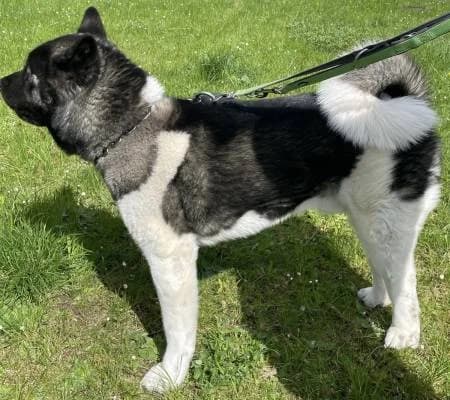 Jako, male young Akita for adoption at slug, Kamen