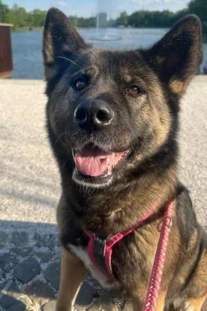 Josie, female senior Akita for adoption at slug, Kamen