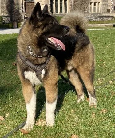 Junior, male 5yo Akita for adoption at slug, Kamen