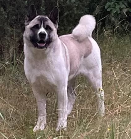 Kuma9, female 5yo Akita for adoption at slug, Kamen
