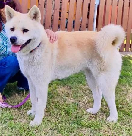Loula, female 5yo Akita for adoption at slug, Kamen
