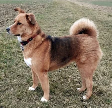 Maja, female senior Akita for adoption at slug, Kamen