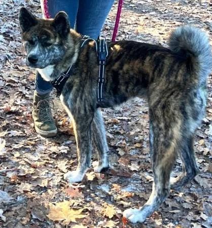 Maja2, female young Akita for adoption at slug, Kamen