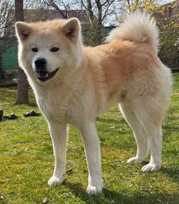 Makoto2, male 5yo Akita for adoption at slug, Kamen