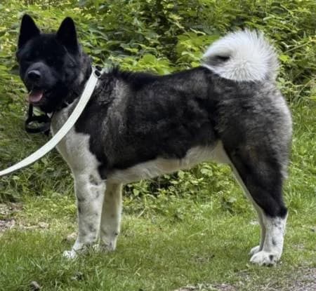 Nevil, male 5yo Akita for adoption at slug, Kamen