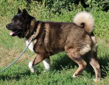 Osiris, male 5yo Akita for adoption at slug, Kamen