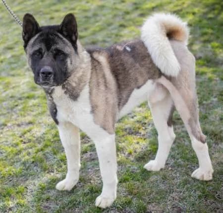 Picus, male 5yo Akita for adoption at slug, Kamen