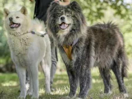 Princesse, female senior Akita for adoption at slug, Kamen