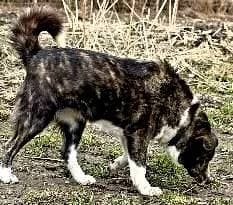 Ronja2, female 5yo Akita for adoption at slug, Kamen