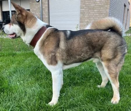 Sam6, male senior Akita for adoption at slug, Kamen