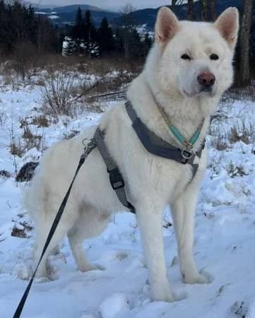 Santi, male senior Akita for adoption at slug, Kamen