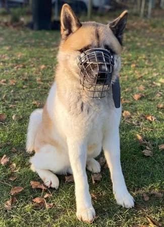 Simbad, male 5yo Akita for adoption at slug, Kamen