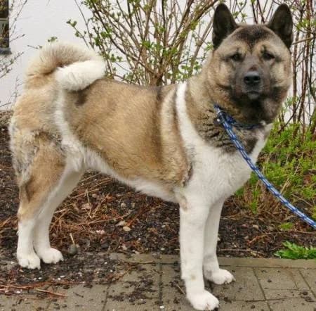 Sky, female 5yo Akita for adoption at slug, Kamen