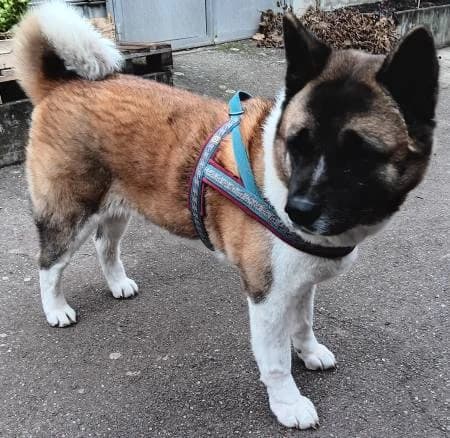 Suki5, female 5yo Akita for adoption at slug, Kamen
