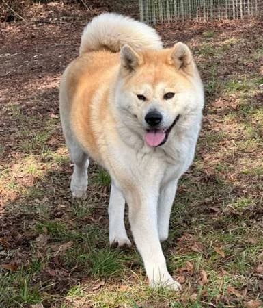 Taiki, male senior Akita for adoption at slug, Kamen