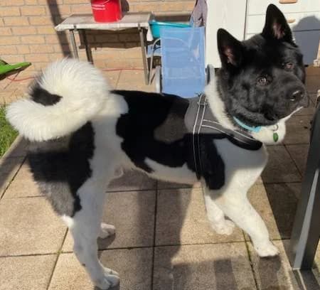 Teddy8, male young Akita for adoption at slug, Kamen