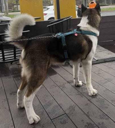 Tequila, male young Akita for adoption at slug, Kamen