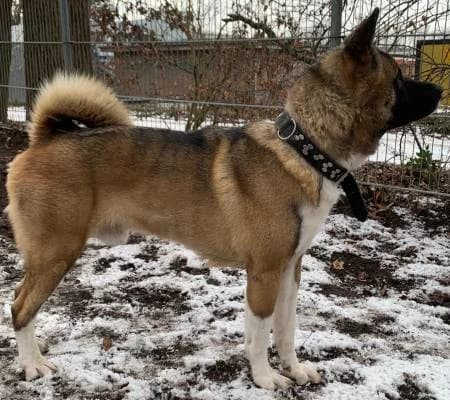 Tommy, male 5yo Akita for adoption at slug, Kamen
