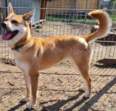 Yuma, female 5yo Akita for adoption at slug, Kamen